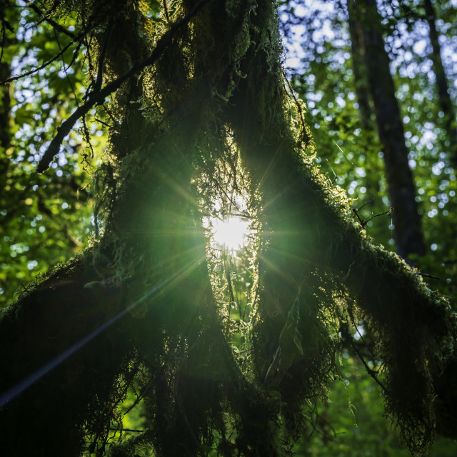 "Sun Bursts at Club Tolt" stock image