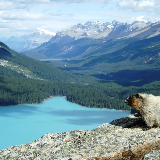 "Marmot Overlooking Peyto Lake" stock image