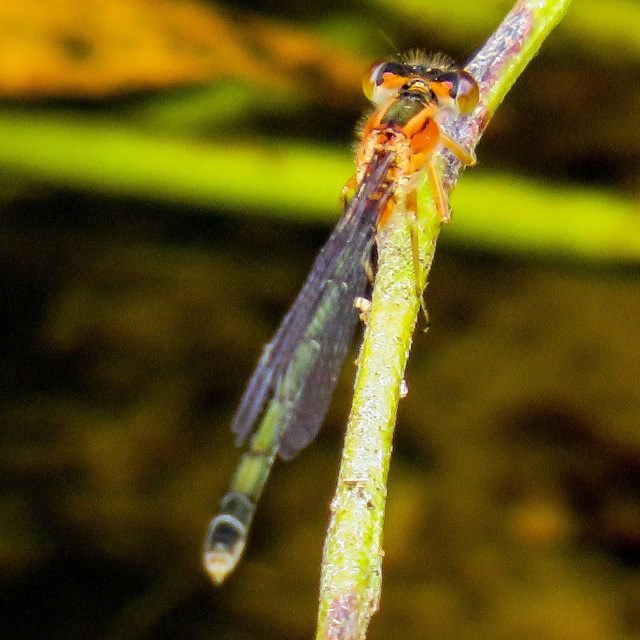 "Damselfly •" stock image