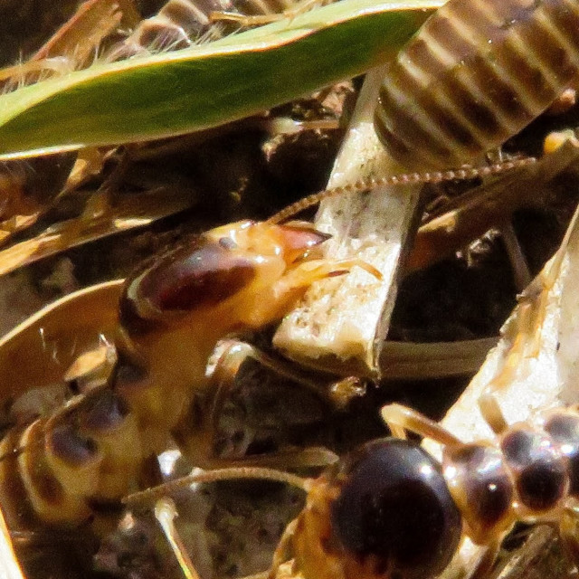 "Termites" stock image