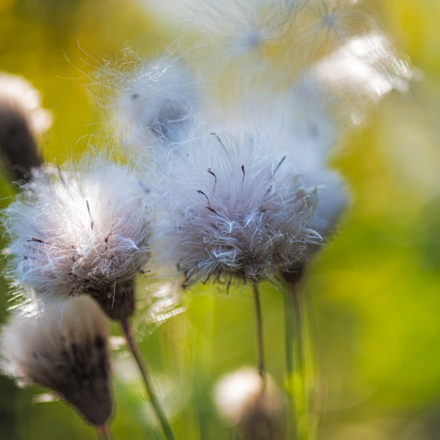 "Close up of cotton grass" stock image