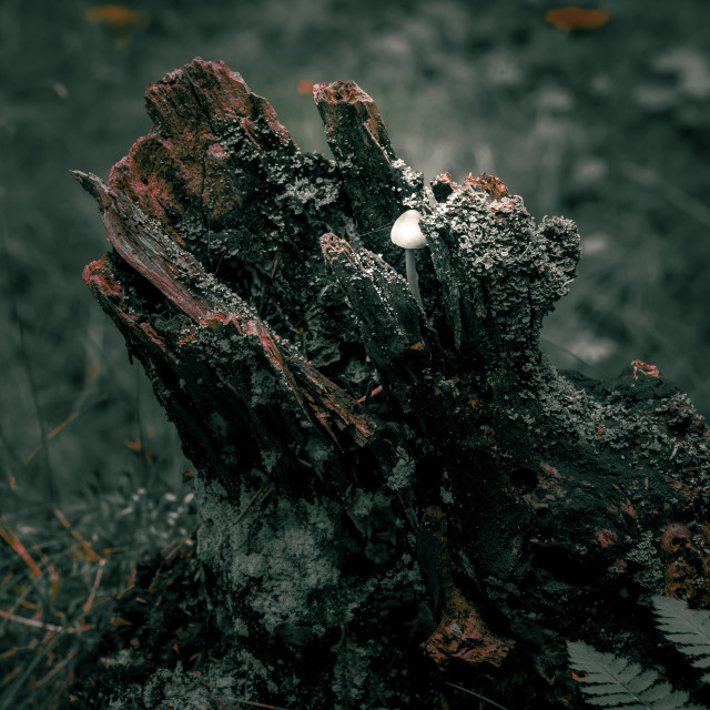 "Little fungus inside a tree trunk" stock image