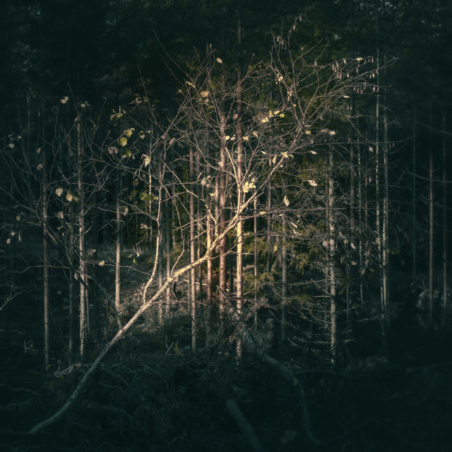 "Falling tree holding on" stock image