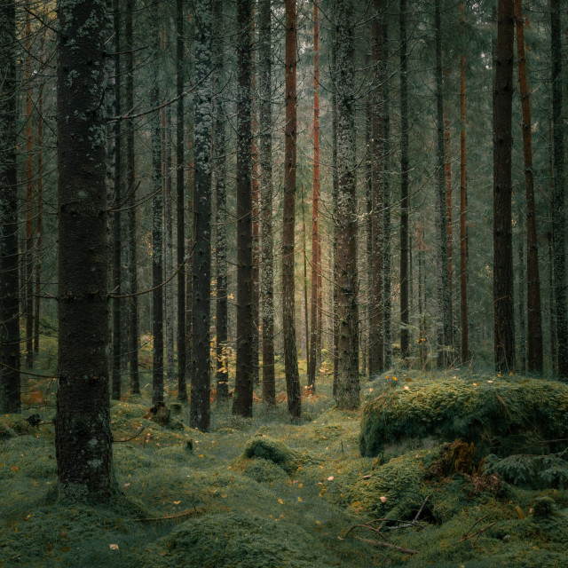 "Evergreen forest" stock image