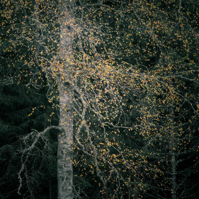 "Old birch tree in the forest" by Simona D'Auria - $12.55 "Old birch tree in the forest" stock image