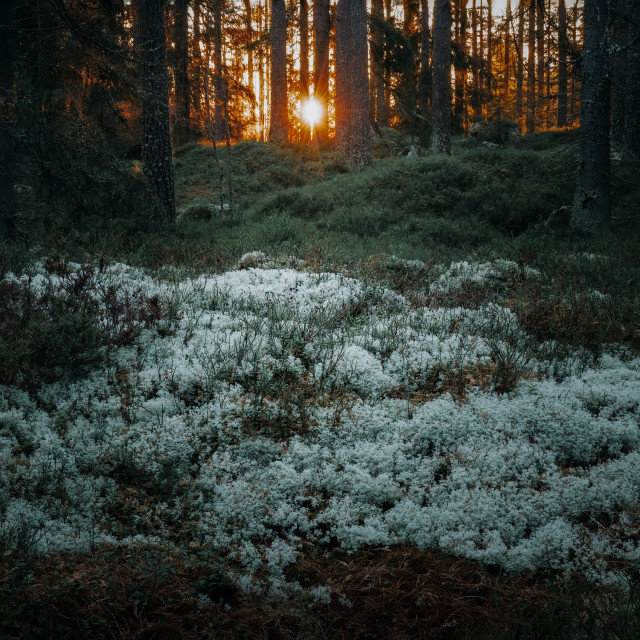 "White moss forest" stock image