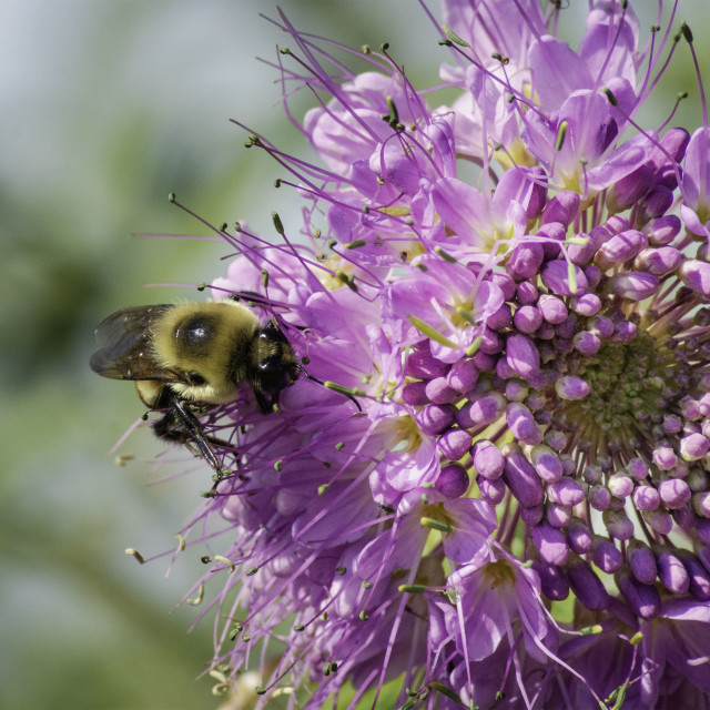 "Busy Bee" by West · River · Photography - £7.35 "Busy Bee" stock image