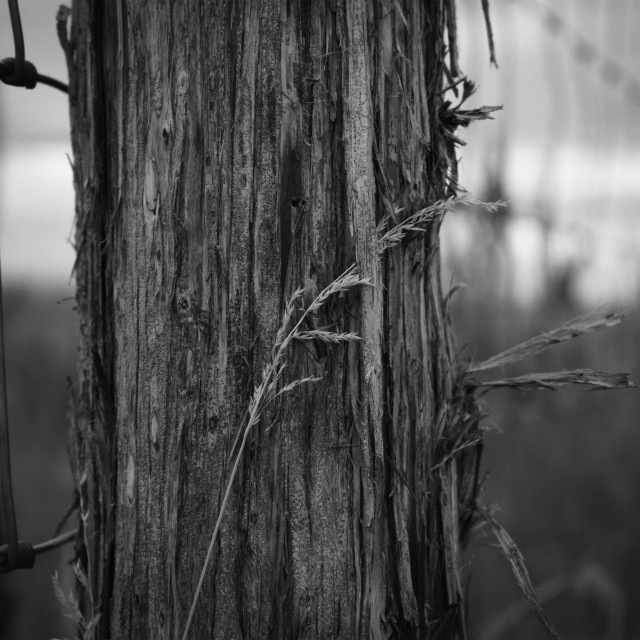 "Cedar Post" by West · River · Photography - £7.35 "Cedar Post" stock image