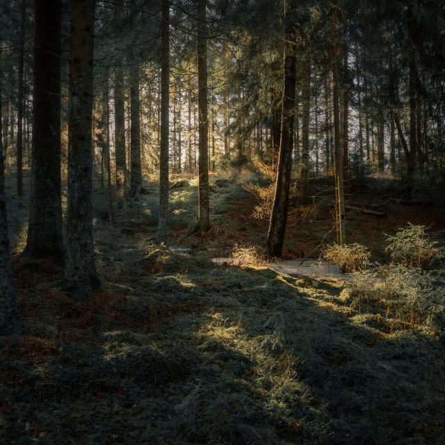 "Mossy old forest at dawn" stock image