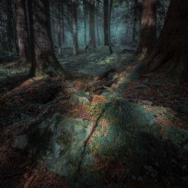 "Shadows in the forest" stock image