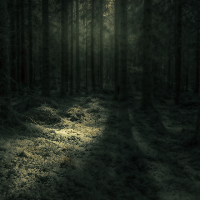 "Glowing forest" stock image