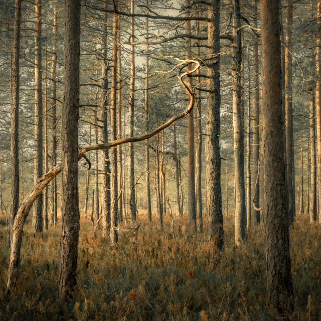 "Dancing tree" stock image