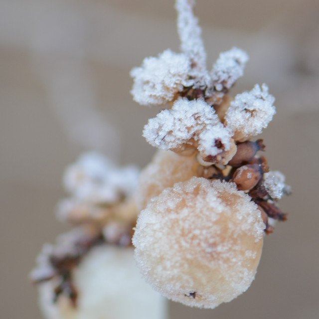 "Frozen snowberries" stock image