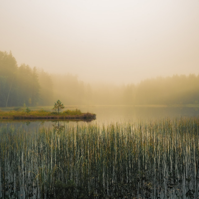 "The little pine and the foggy lake" stock image