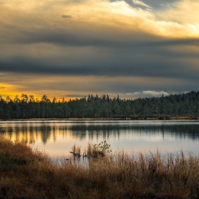 "Forests on the wetland" stock image