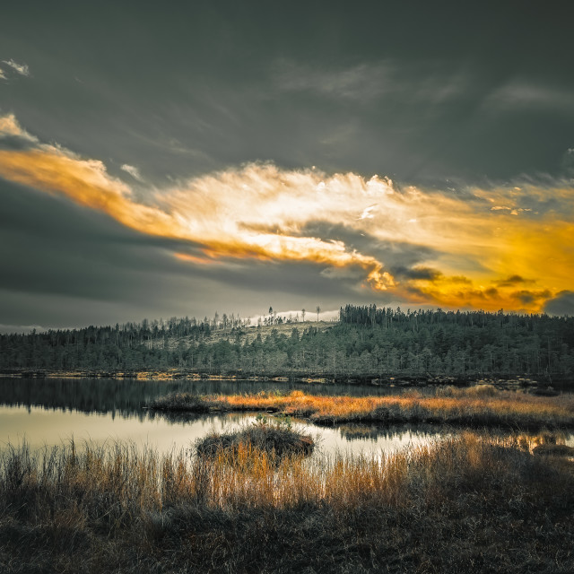 "Forests of the wetlands" stock image