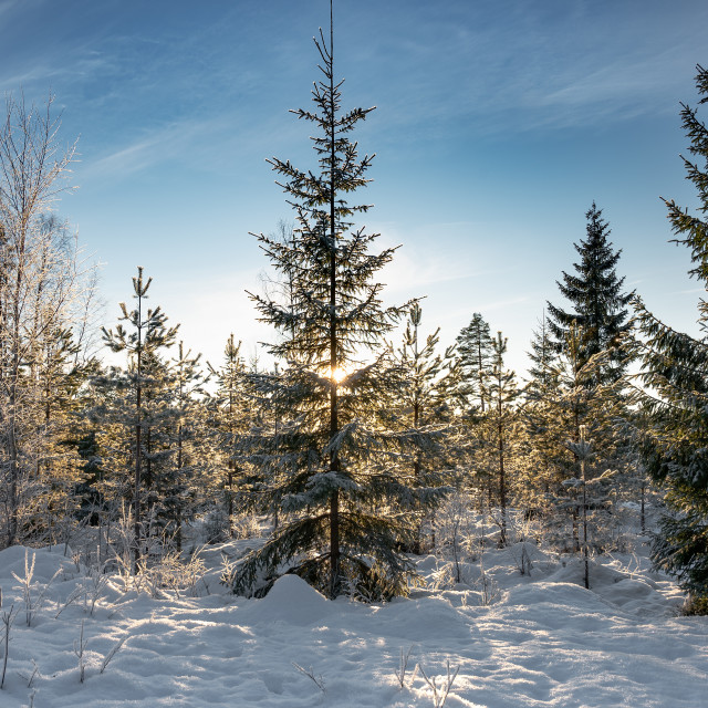 "Young spruces in the snow" stock image