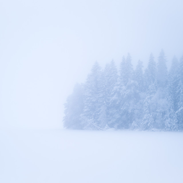 "Ghost forest on a frozen lake" by Simona D'Auria - $12.15 "Ghost forest on a frozen lake" stock image