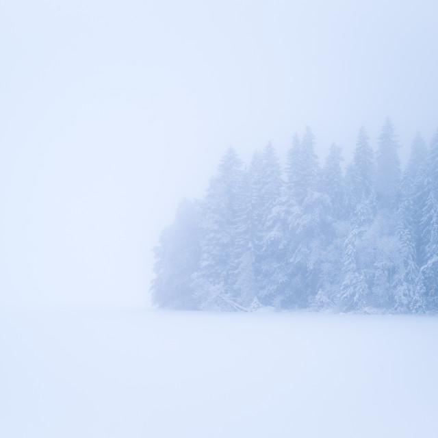 "Ghost forest on a frozen lake" stock image