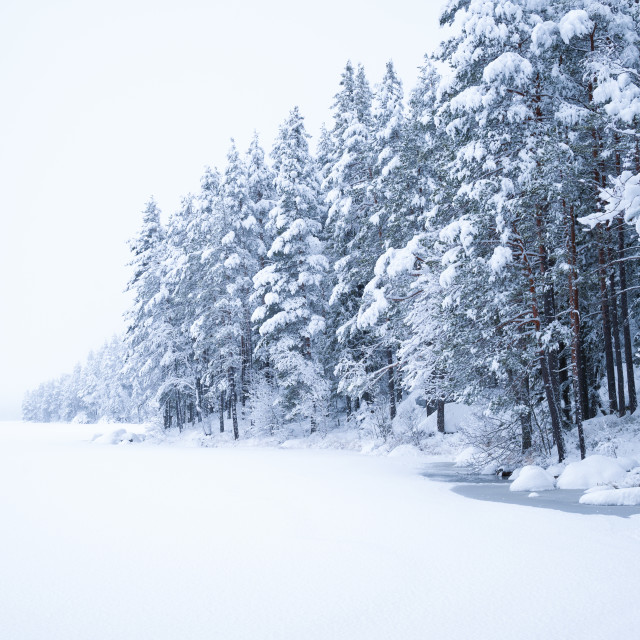 "Pine trees on a frozen lake" stock image