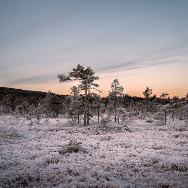 "Trees of the frozen land" stock image