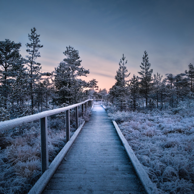 "Walkway into the frozen wetland" by Simona D'Auria - $6.08 "Walkway into the frozen wetland" stock image