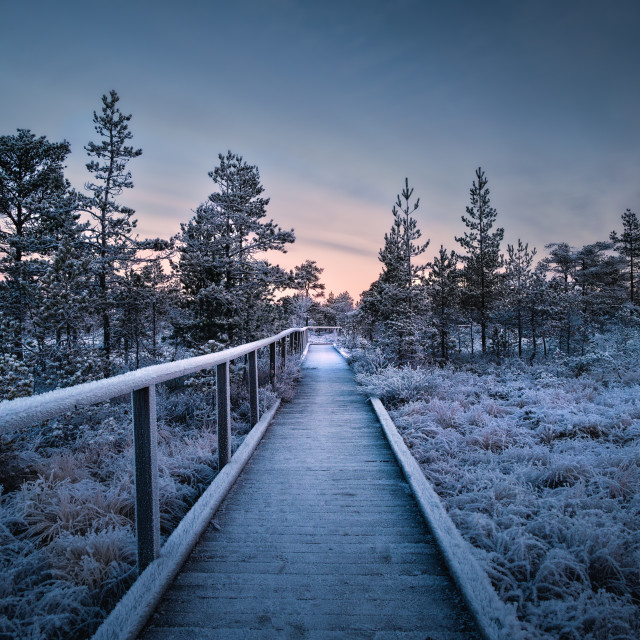 "Walkway into the frozen wetland" stock image