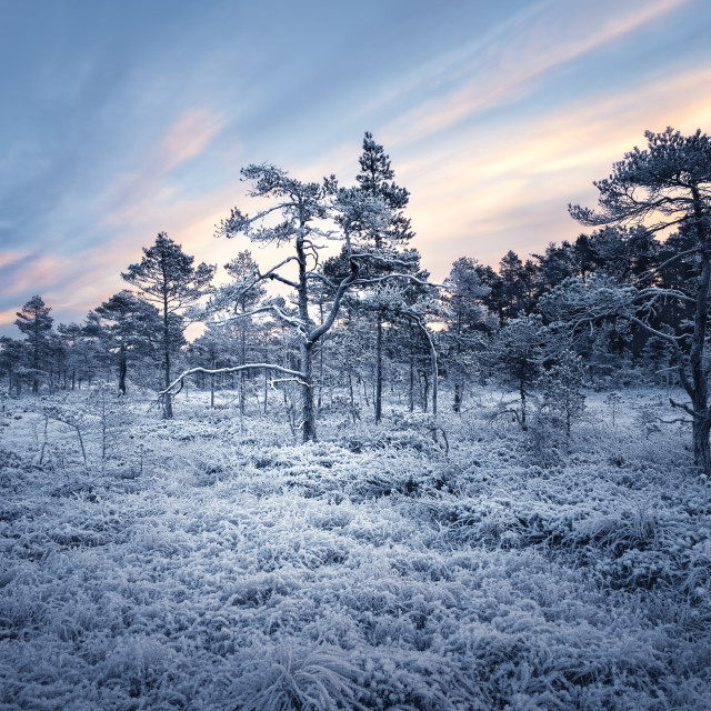 "Old gnarly trees of the frozen lands" stock image