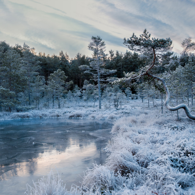 "Gnarly old tree by the frozen pond" stock image