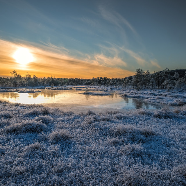 "Frozen wetlands" stock image