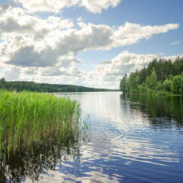 "Summer Swedish lake" stock image