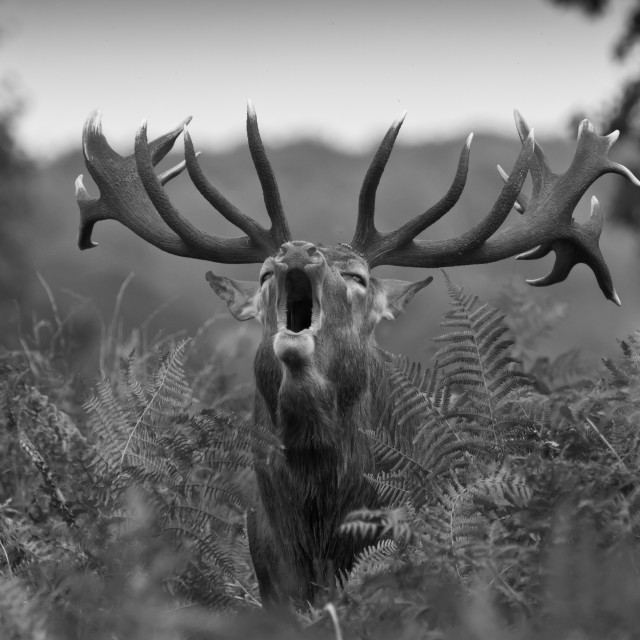 "Red deer stag, cervus elaphus, roaring in Richmond park, Autumn UK." stock image