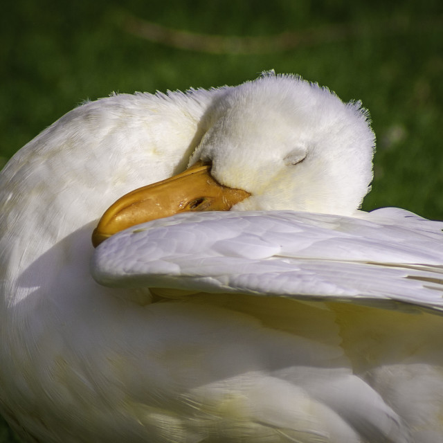 "White Goose" by West · River · Photography - £7.35 "White Goose" stock image