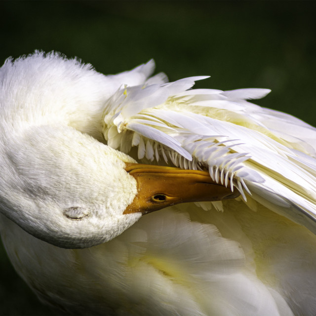 "White Goose" by West · River · Photography - £7.35 "White Goose" stock image