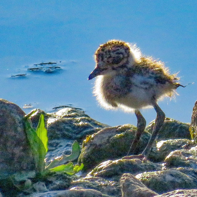 "Pied Plover Chick" stock image