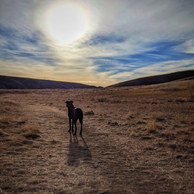 "Sun and dog" by MLLL Photography - $11.29 "Sun and dog" stock image