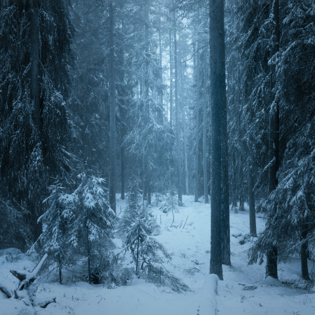 "Moody forest scene" stock image