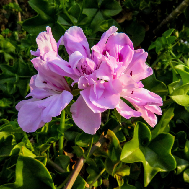 "Perfectly Pink▪︎" stock image