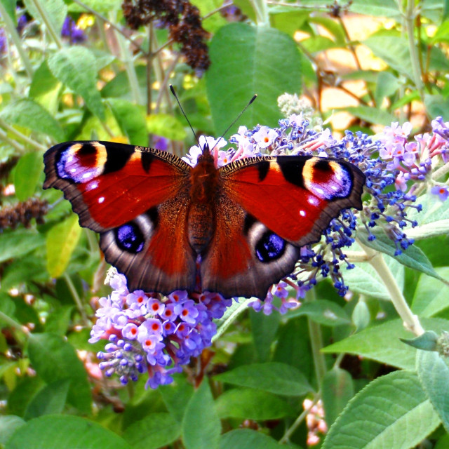 Peacock Butterfly License, download or print for £17.36 Photos