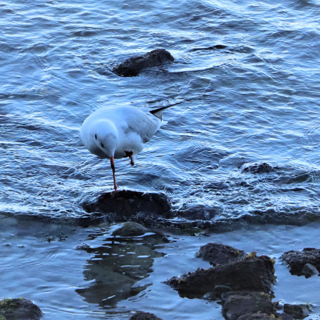 "one legged bird illusion" by Nature2Cool Photography - $12.20 "one legged bird illusion" stock image