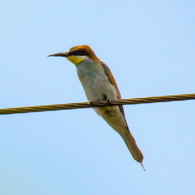 "Bee-eater ○" stock image