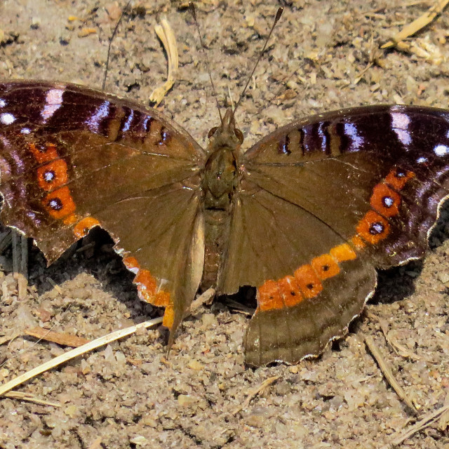 "Broken Butterfly" stock image