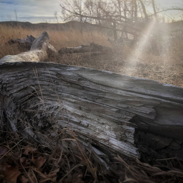 "Fallen tree" by MLLL Photography - $11.29 "Fallen tree" stock image