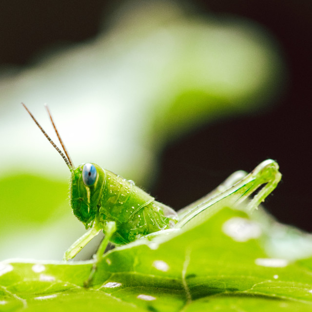 "Grasshopper" stock image