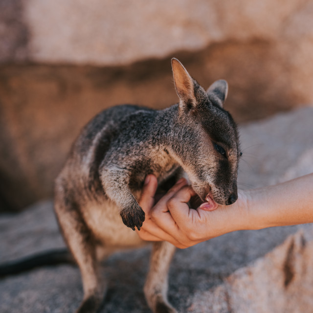 "Wallabie on Magnetic Isand" stock image