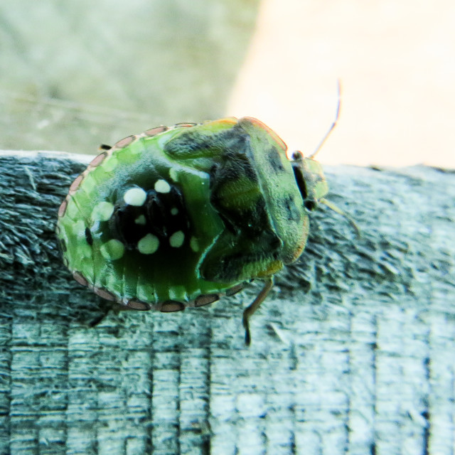 "Fancy Stinkbug" stock image