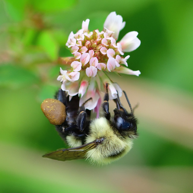 "Bumblebee collecting nectar from a flower" stock image