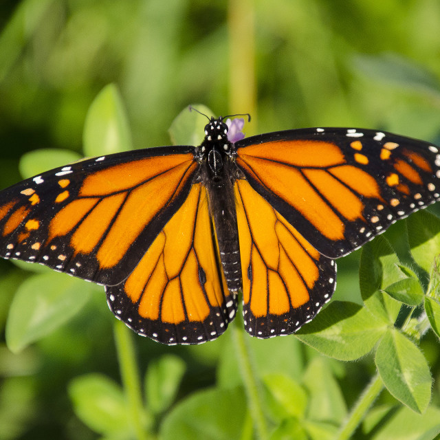 "Monarch butterfly" stock image
