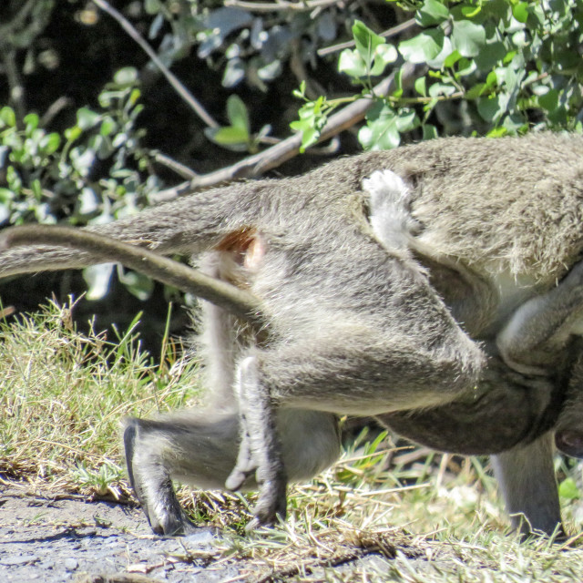 "Clinging" stock image