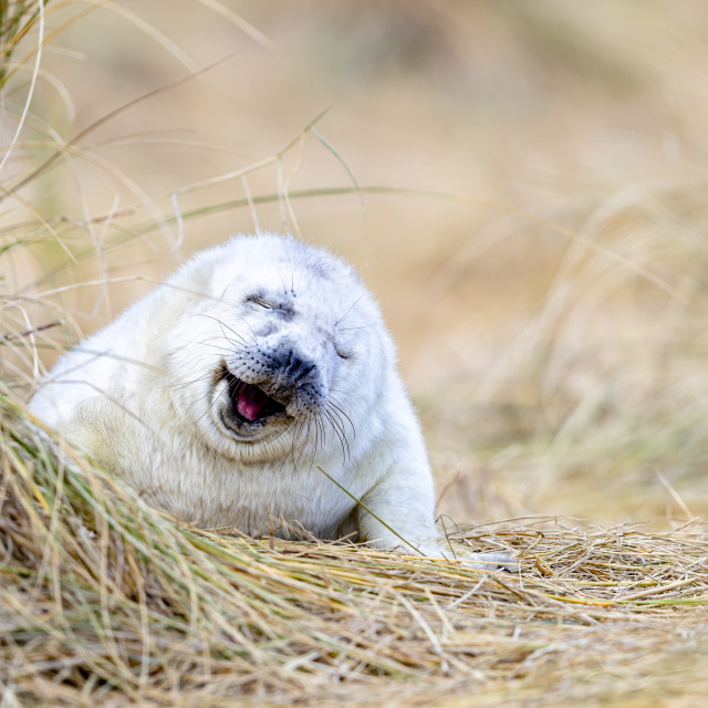 "Grey seal pup on beach" stock image